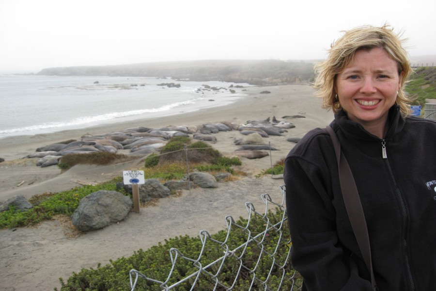 ../image/elephant seals near san simeon julie 3.jpg